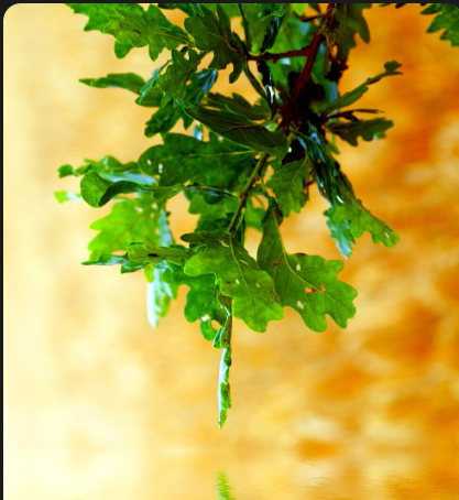 Soil and planting